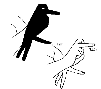 Woodpecker shadow